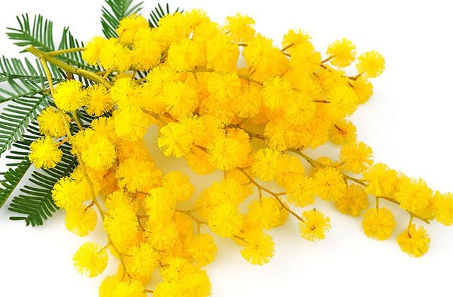 8marzo-festadelladonna-mimosa-640x420