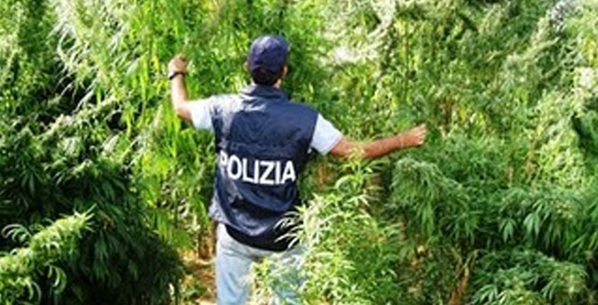 polizia-marijuana
