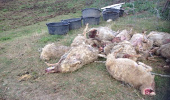 pecore strage