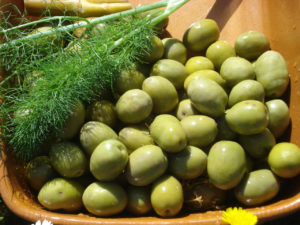 oliva tenera
