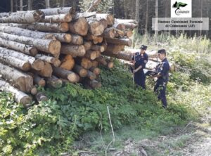 Carabinieri forestali legna