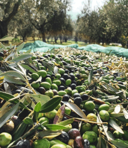 Olive verdi olio