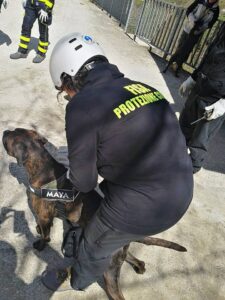 Fisa Favalanciata 2