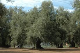 oliveti