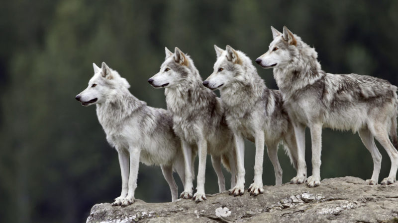 Four wolves on granite boulder, all looking in same direction