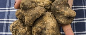 tartufo bianco