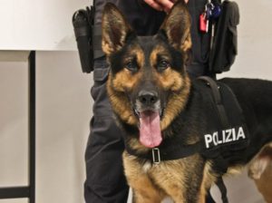 cane antidroga