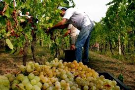 lavoratori stagionali2
