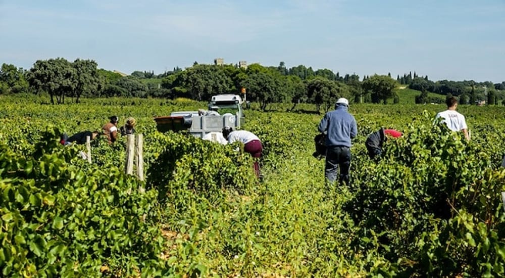 lavoratori stagionali3