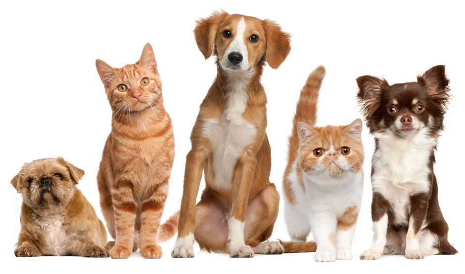 animali2