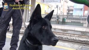 Cane finanza 