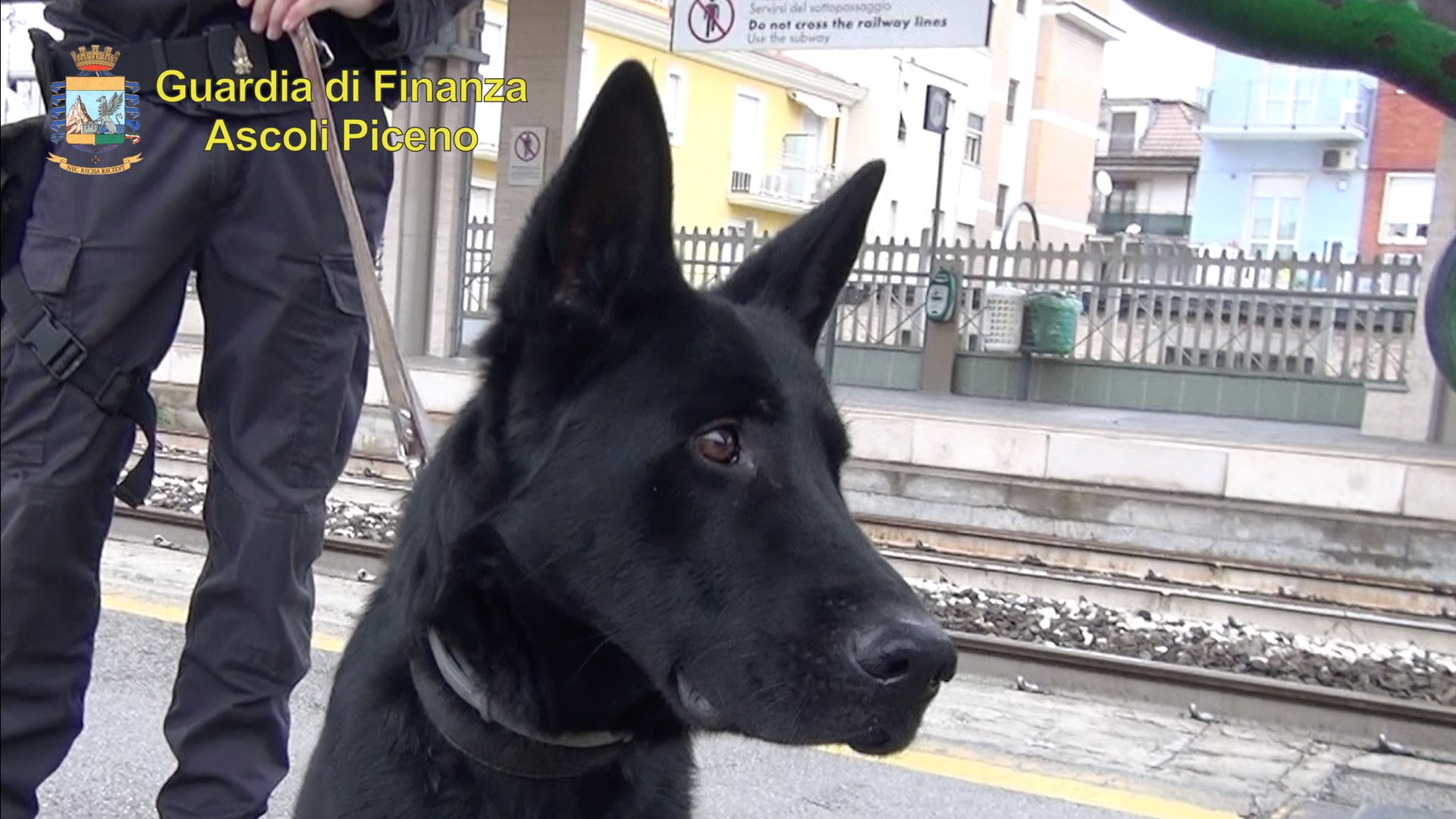 Cane finanza