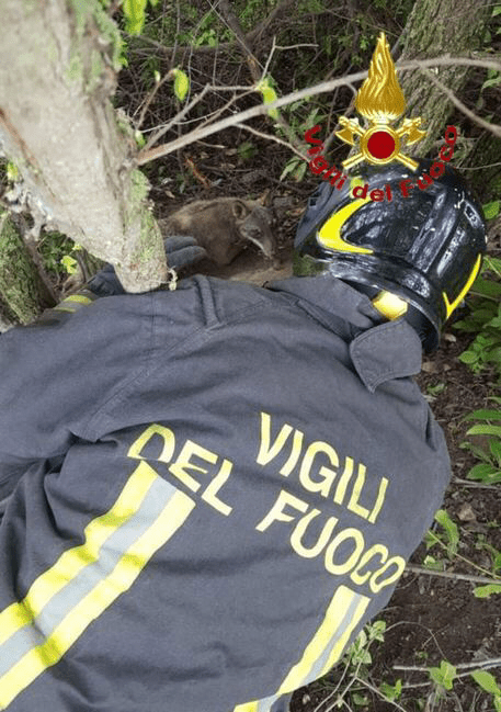 Vigili fuoco lupo