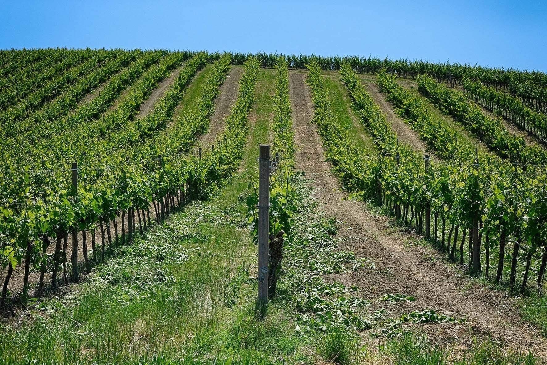 Vigneto