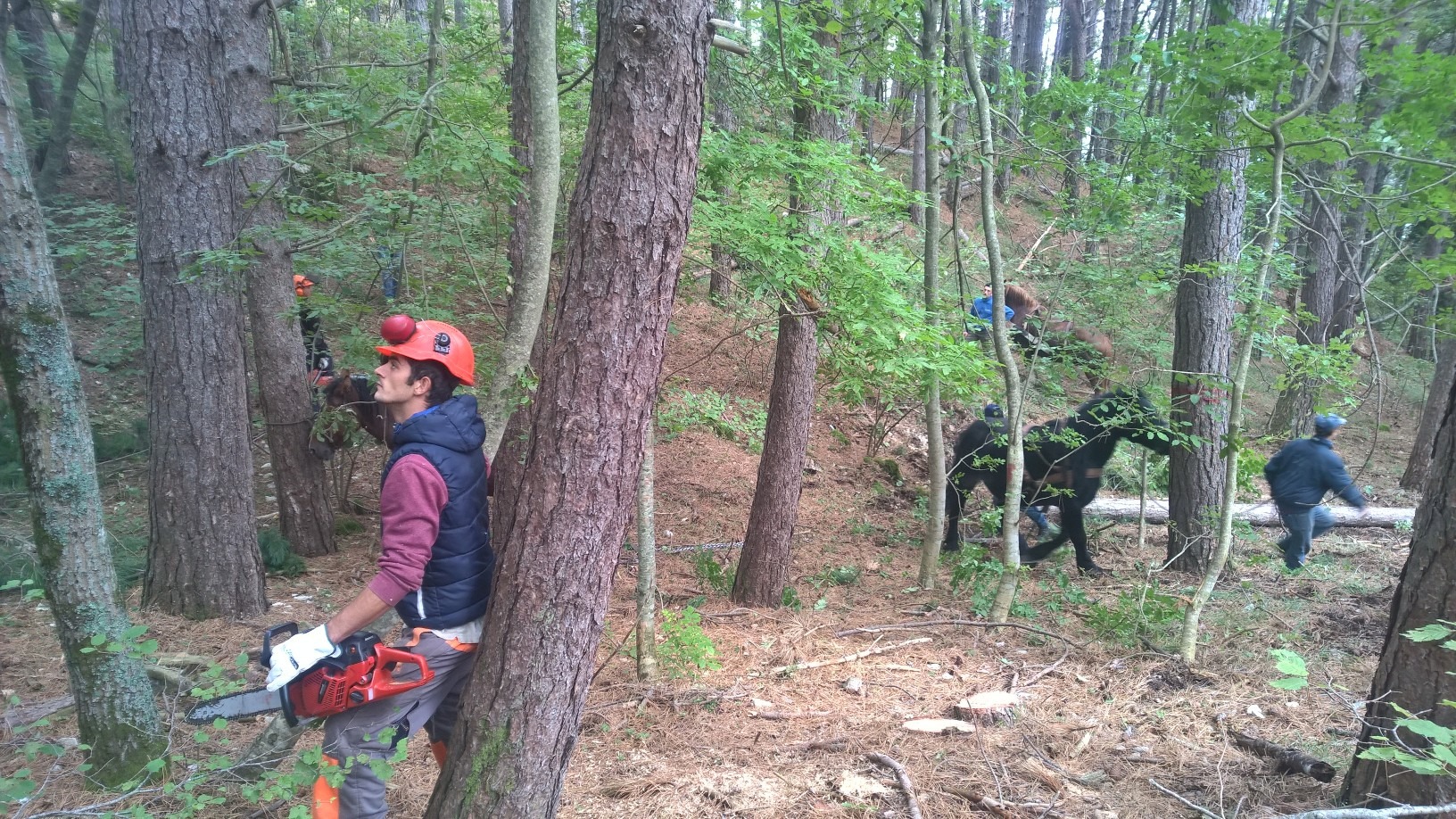 saf tronto bosco 2