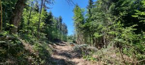 sah tronto bosco