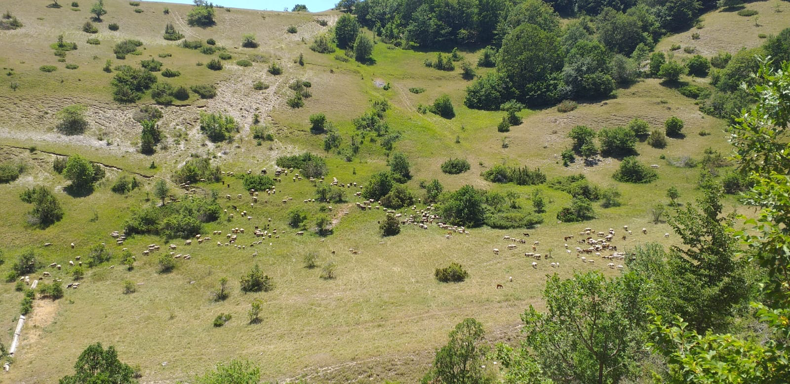 Pascoli collina