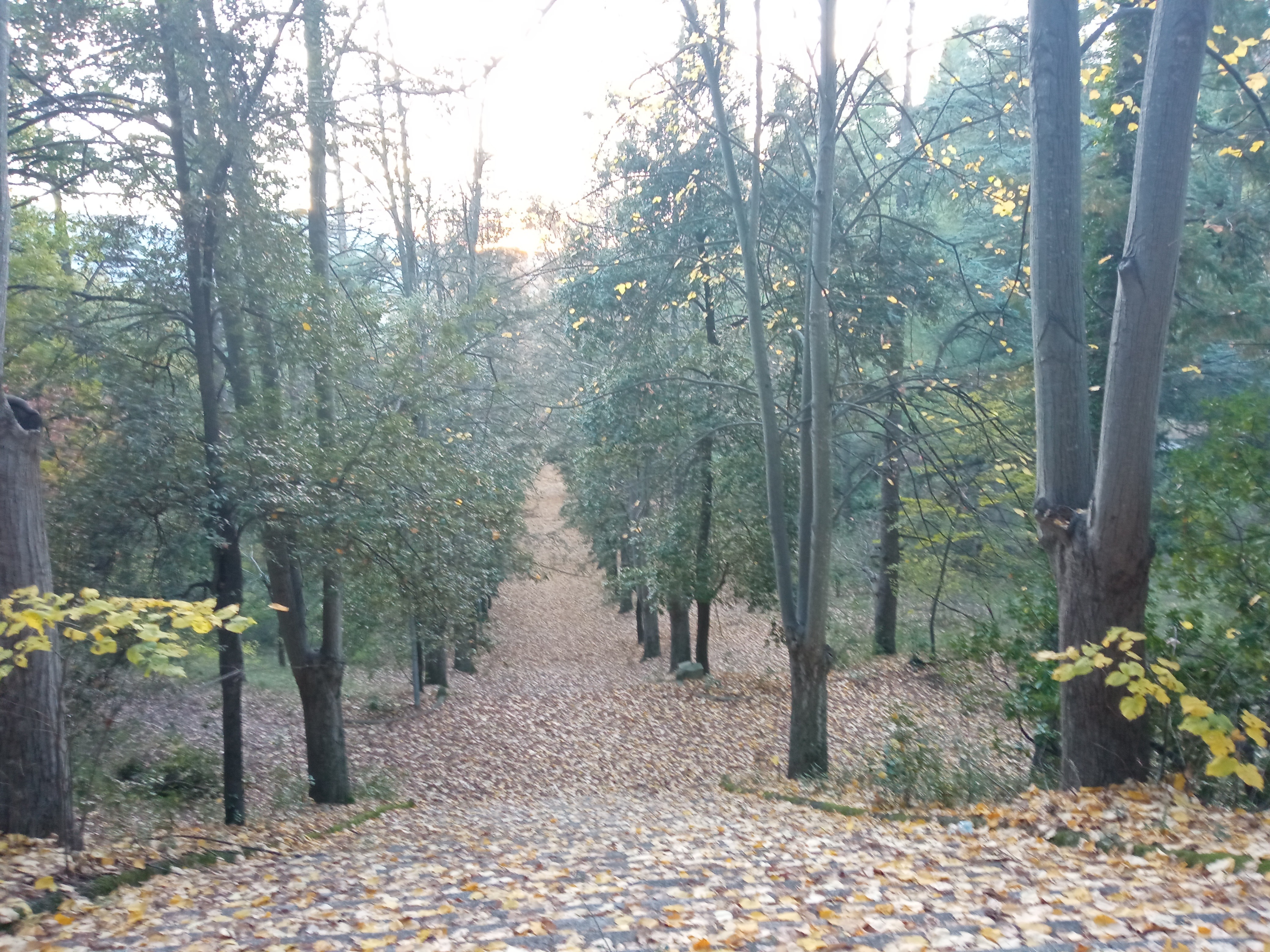 Alberi bosco parco