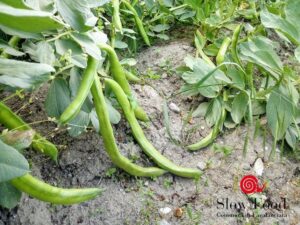 fava